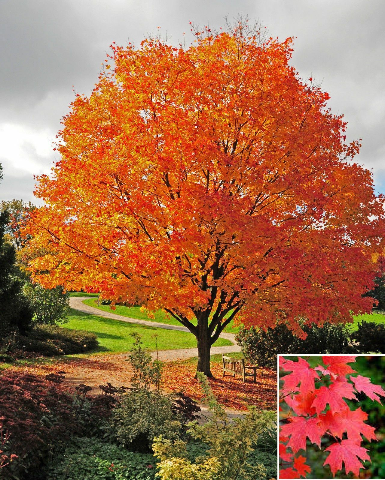 Sugar Maple Tree – 24-36″ Tall Seedling, 2-3 Ft Tall Live Plant – Acer saccharum