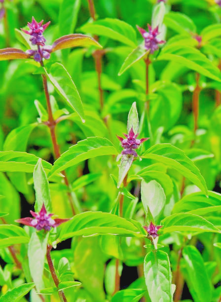 400 THAI BASIL SEEDS | SALE FREE SHIPPING NON GMO