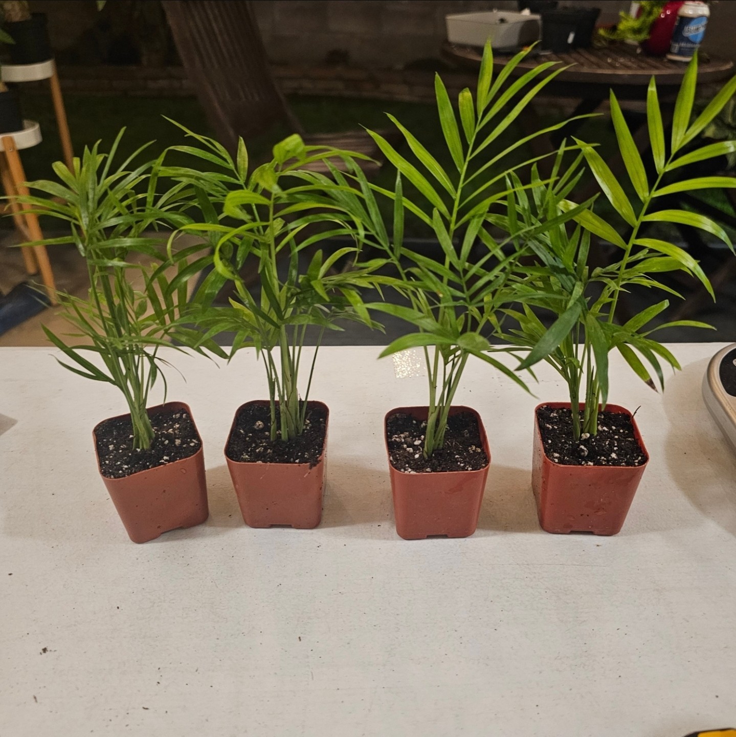 Parlor Palm 1 Plant 2 In Pot | Chamaedorea elegans | Neanthe Bella Palm