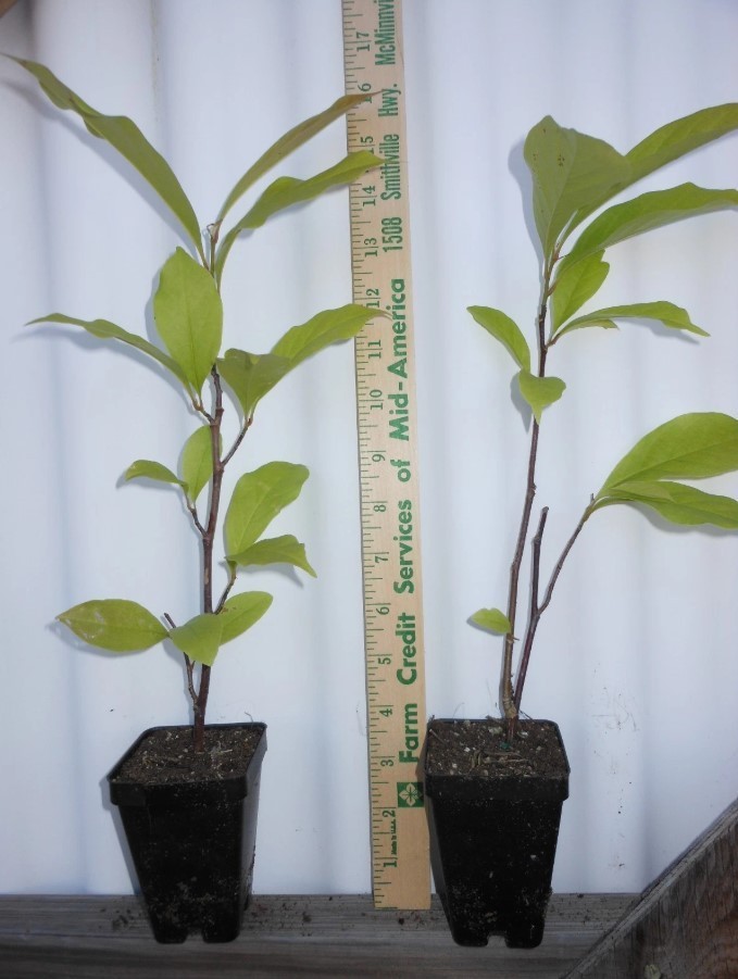 Yellow Bird Magnolia Plant – 6-12″ Tall – 2.5″ pot – Deciduous Tree Yellow Bloom