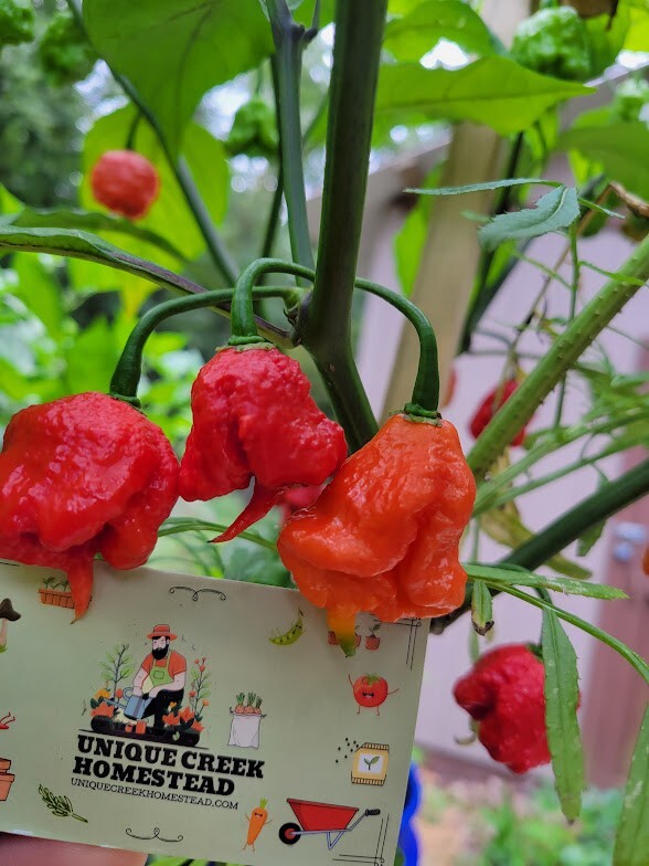 Carolina REAPER Super HOT Pepper Seeds Unique Creek Homestead Certified