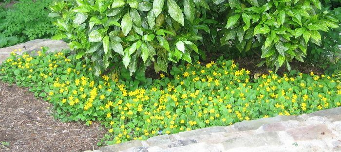 Goldenstar Green and Gold Chrysogonum 15 Plants in 3-1/2 inch Pots