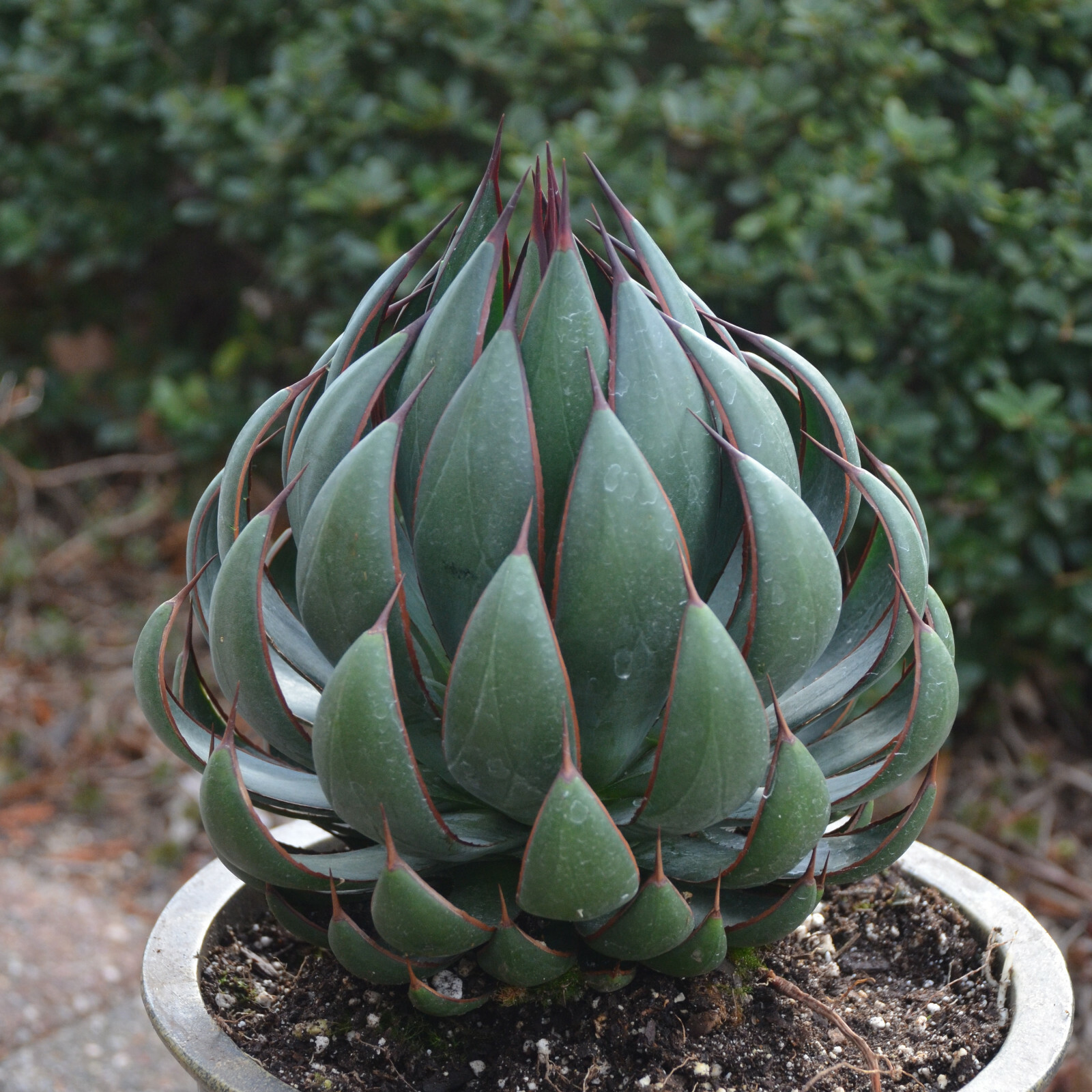 Praying Hands Mangave STARTER Plant Agave/Manfreda Hybrid Plug 1.5″-2.5″ Wide