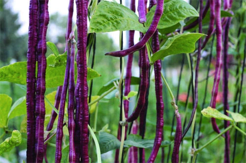 Purple Mart Yard Long Bean Seeds | Red Asparagus Edamame Cowpea Asian Seed 2024