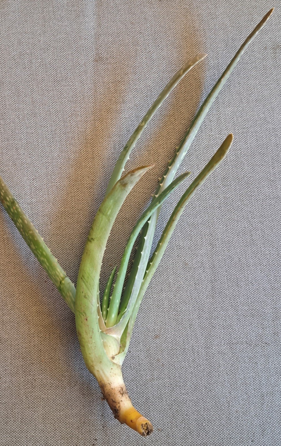 Aloe Vera “Savila” Medicinal Plant Drought Tolerant Succulent Live Plant Cutting