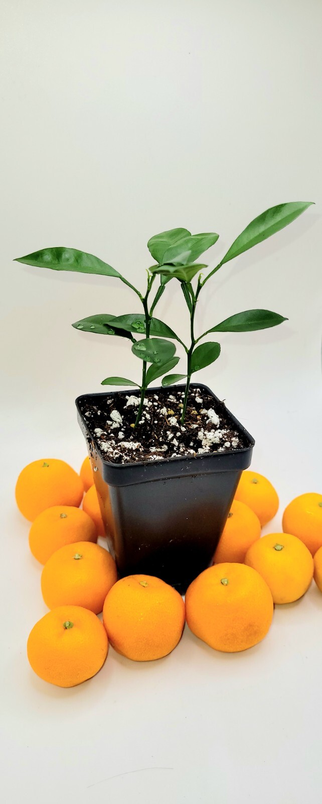 Pot of 2 Calamondin/Calamansi seedling (Citrofortunella Microcarpa)