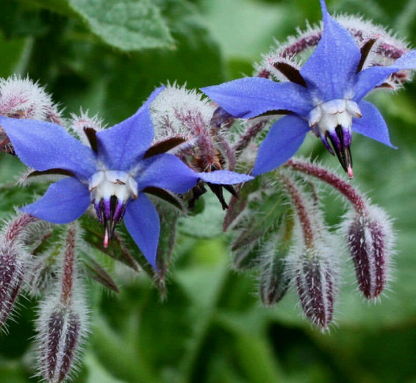 BORAGE SEEDS 50+ herb FLOWER garden Culinary garnishes TEAS salads FREE SHIPPING