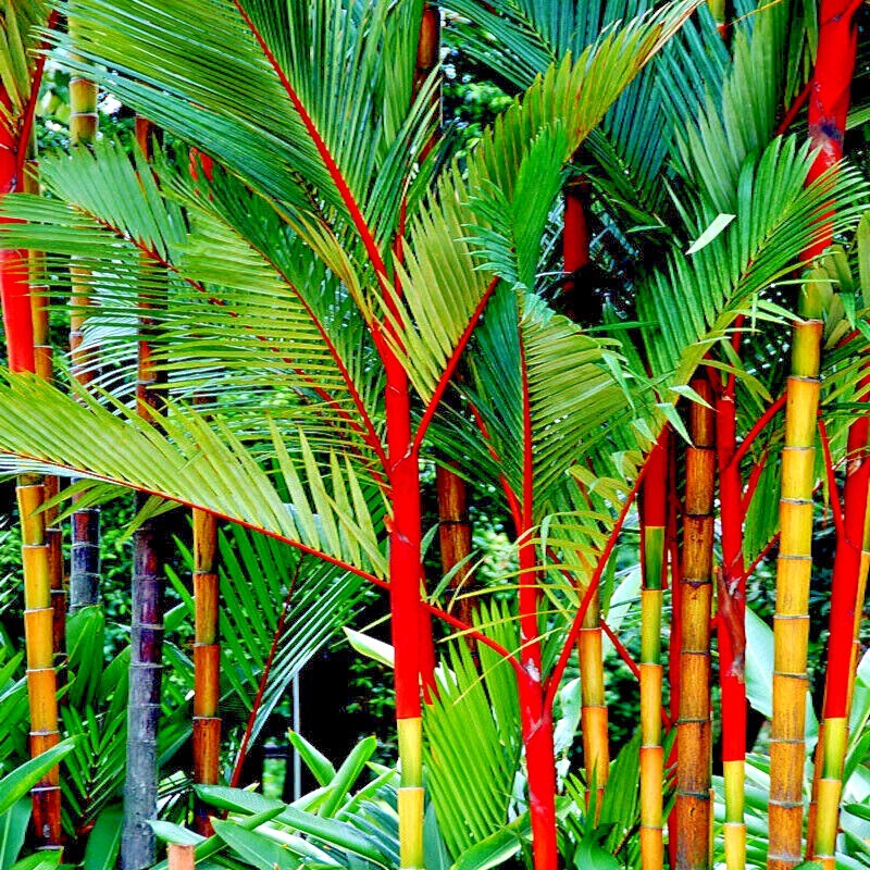 10 RED SEALING WAX “LIPSTICK” PALM TREE SEEDS (Cyrtostachys renda) House Plant
