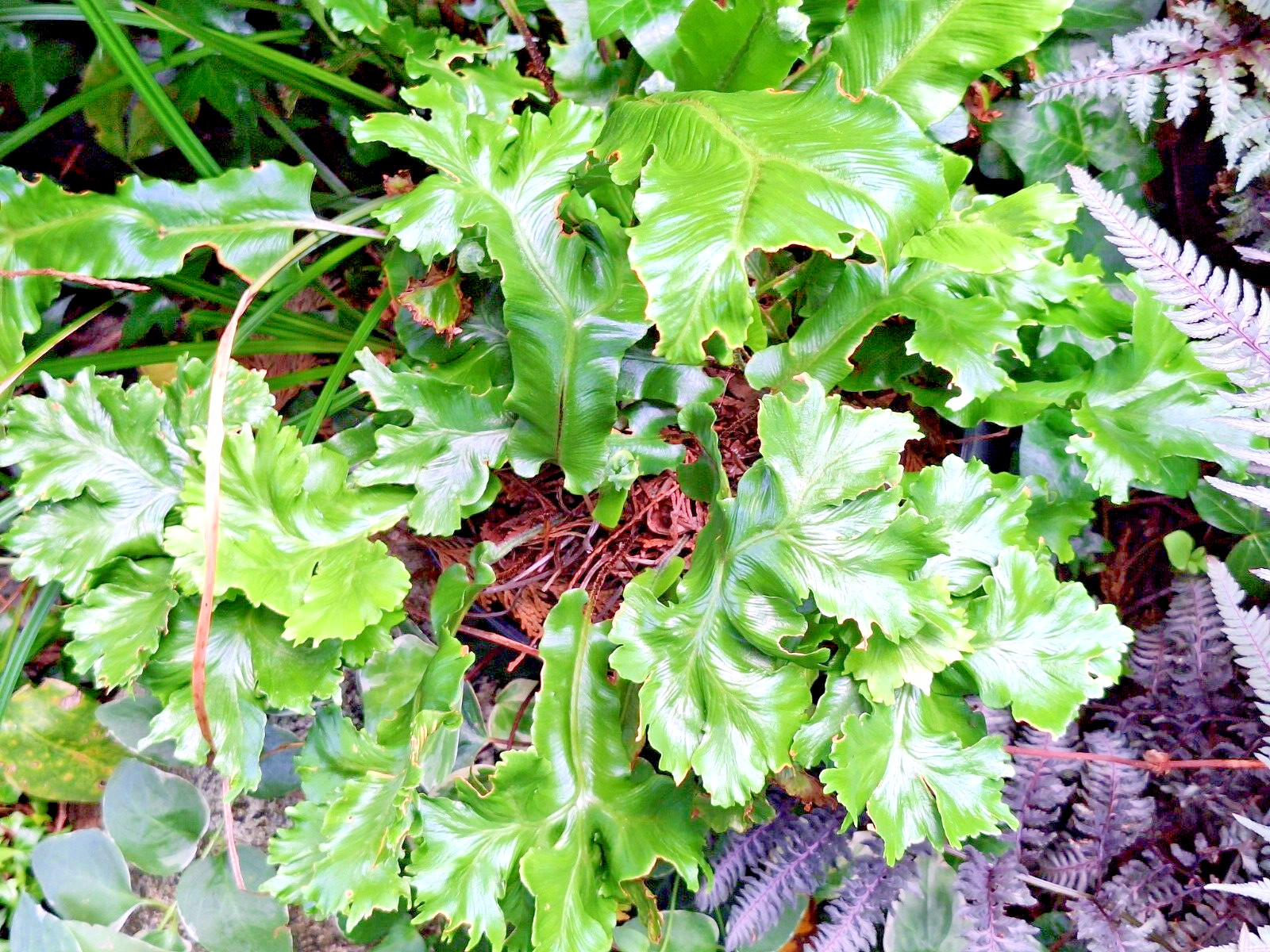 CRESTED TONGUE FERN 1000 SPORES (SEEDS) COLD HARDY mariesgreengarden