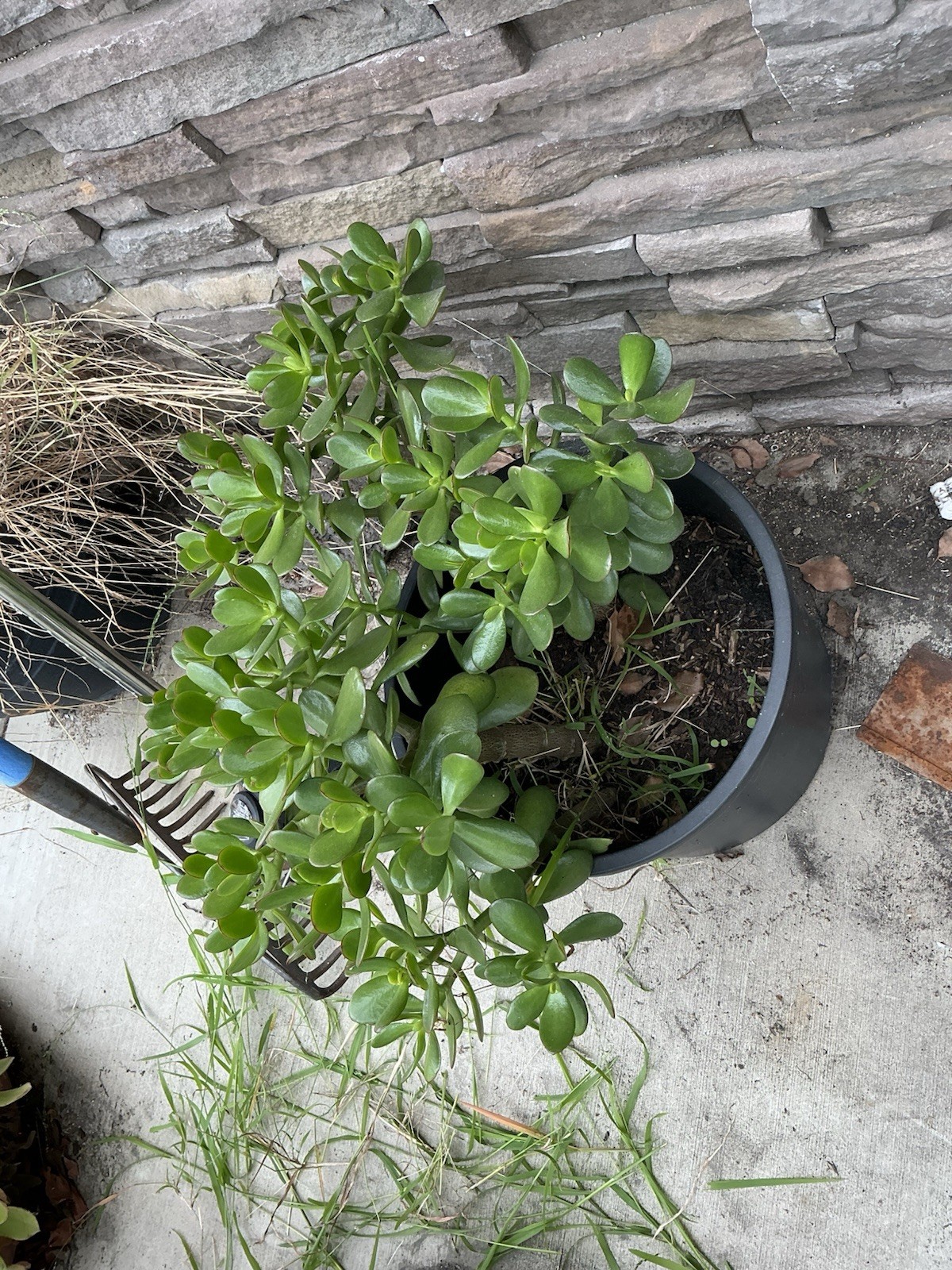 Healthy lush green Crassula Ovata Jade Plant cluster, Rooted 17” 16” 12” Roots