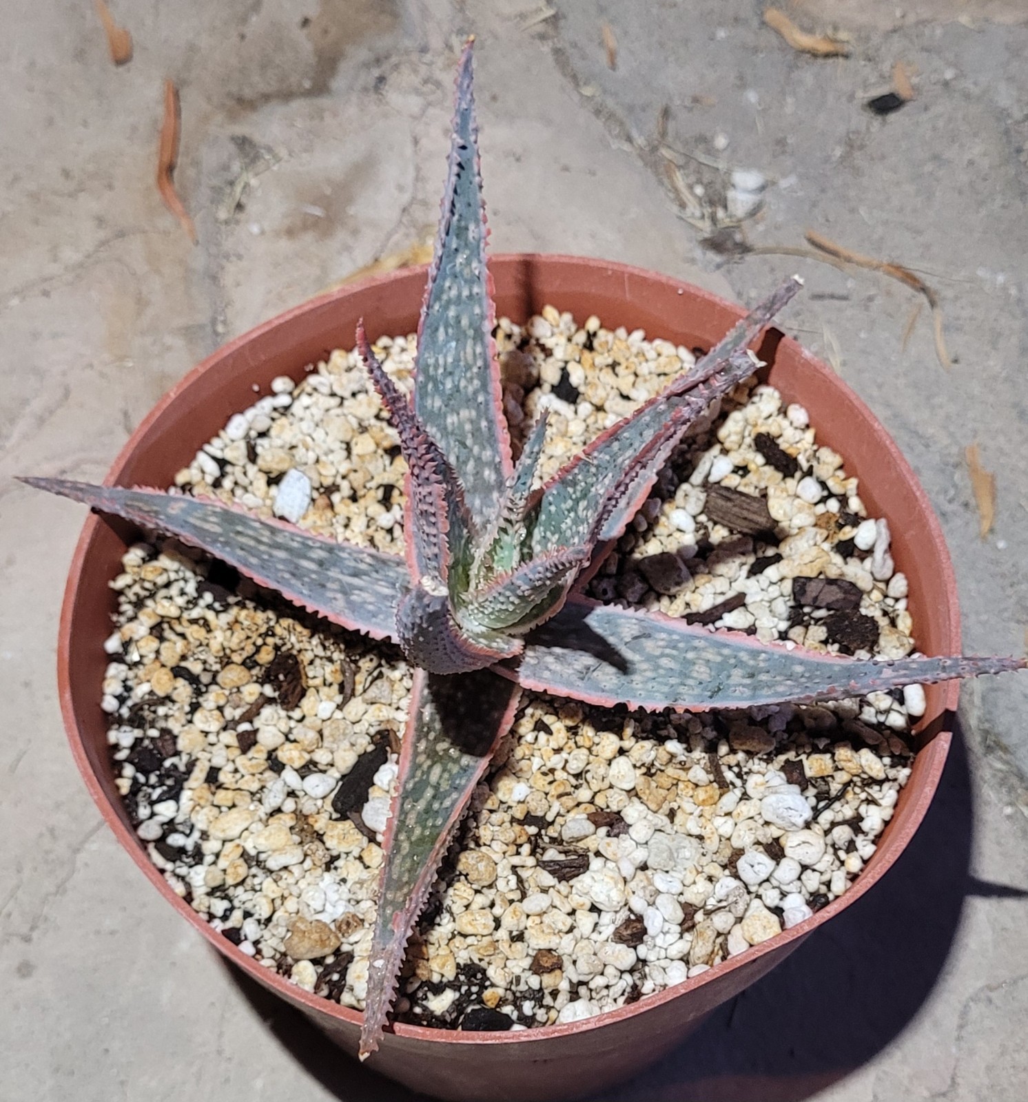 Aloe ‘Bright Star’ Kelly Griffin Hybrid 6″ Wide – Bare Root