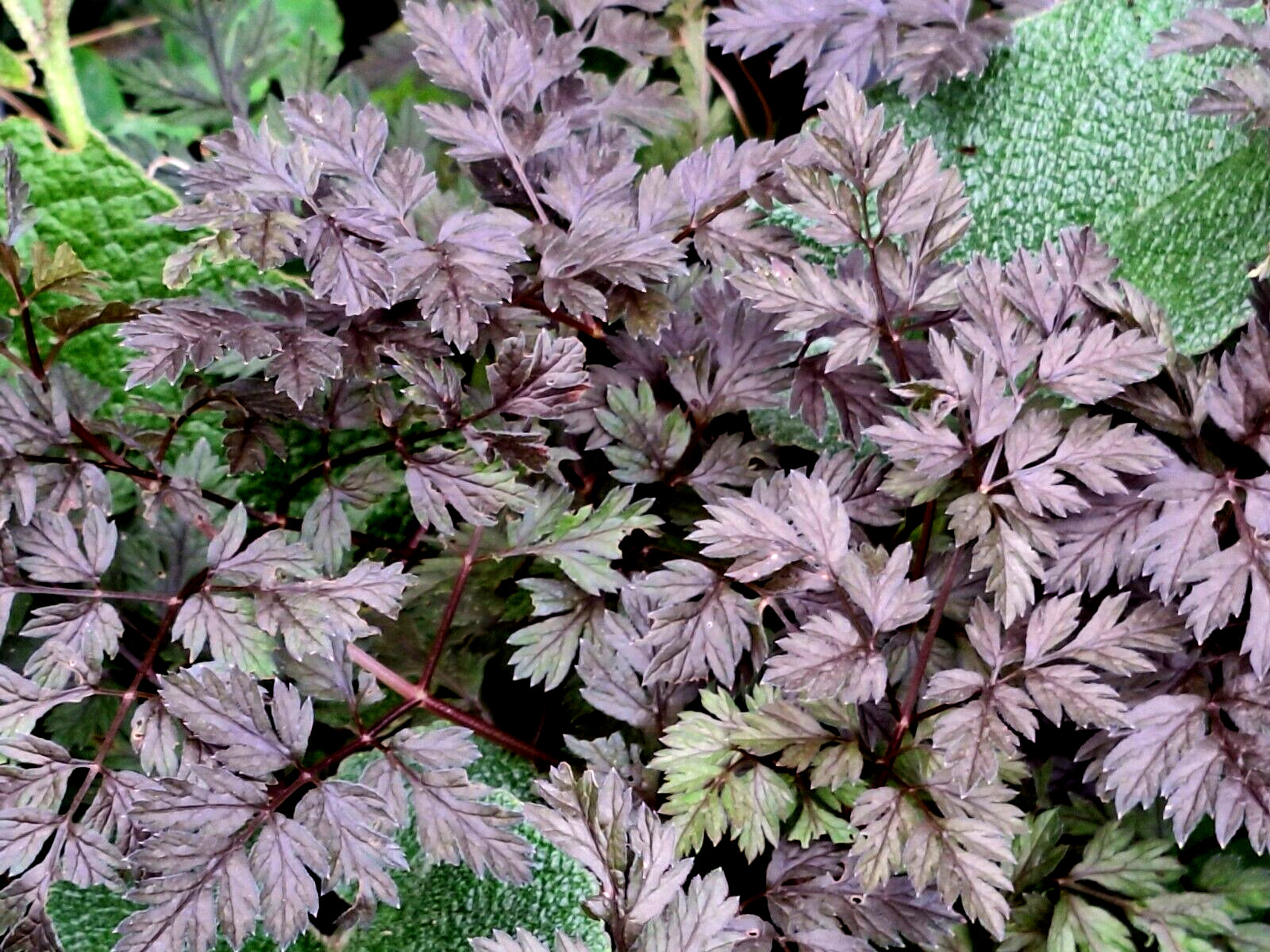 BLACK COW PARSLEY 50 SEEDS, ANTHRISCUS SYLVSTRIS RAVINSWING, MARIESGREENGARDEN