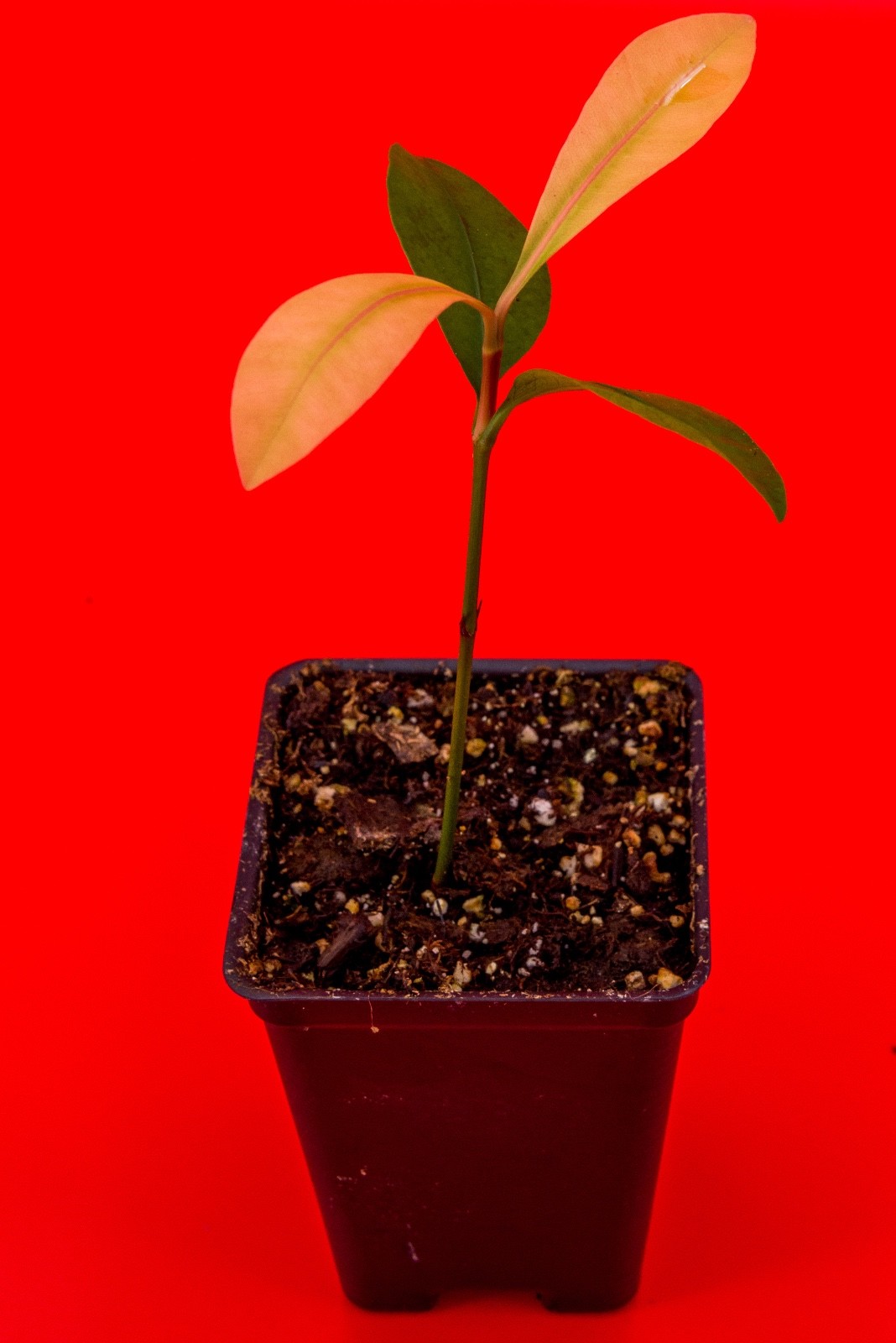 Garcinia Brasiliensis – superior Lemon Drop Mangosteen Tropical Fruit Tree Plant