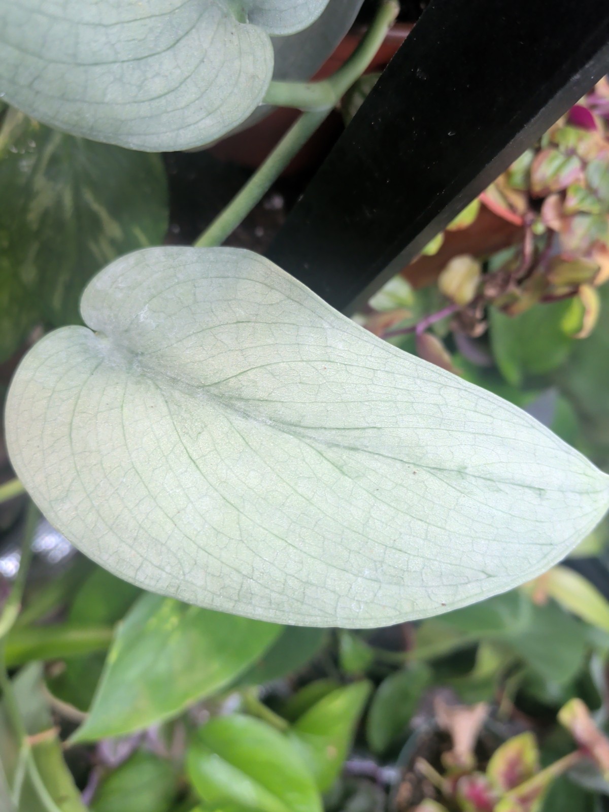 SALE.. 1 Silver Sword 1 Silver Pothos In 3″ Pots