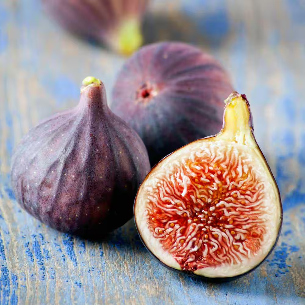 2 Gal. Little Miss Figgy Dwarf Fig Shrub With Deliciously Sweet Spring And Fall