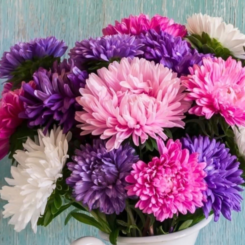 Aster Crego Giant Mix – Fresh Flower Seeds – Large Feathery Colorful Blooms
