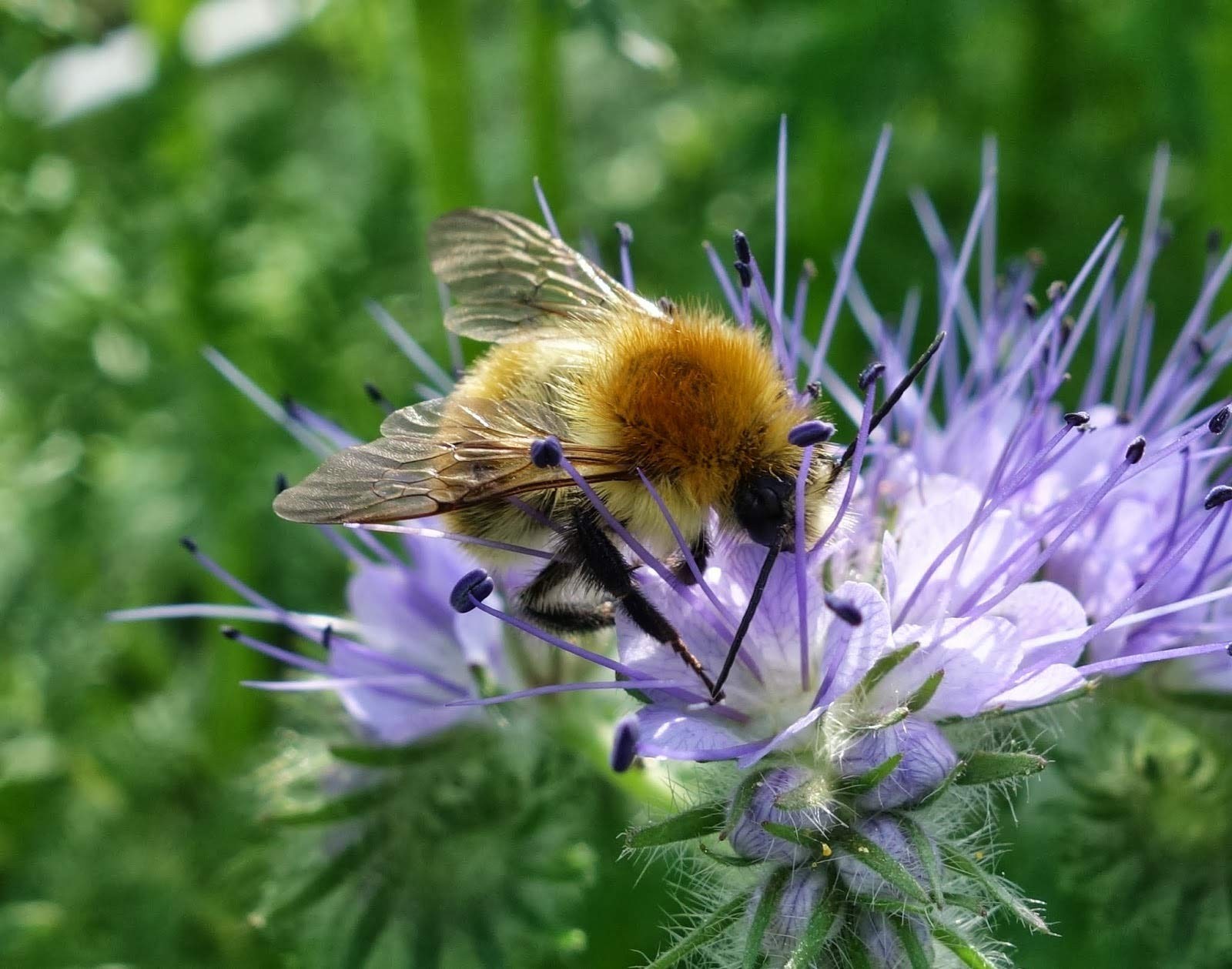 Lacy Phacelia Flower Seeds – Purple Tansy, Phacelia Tanacetifolia (100+)