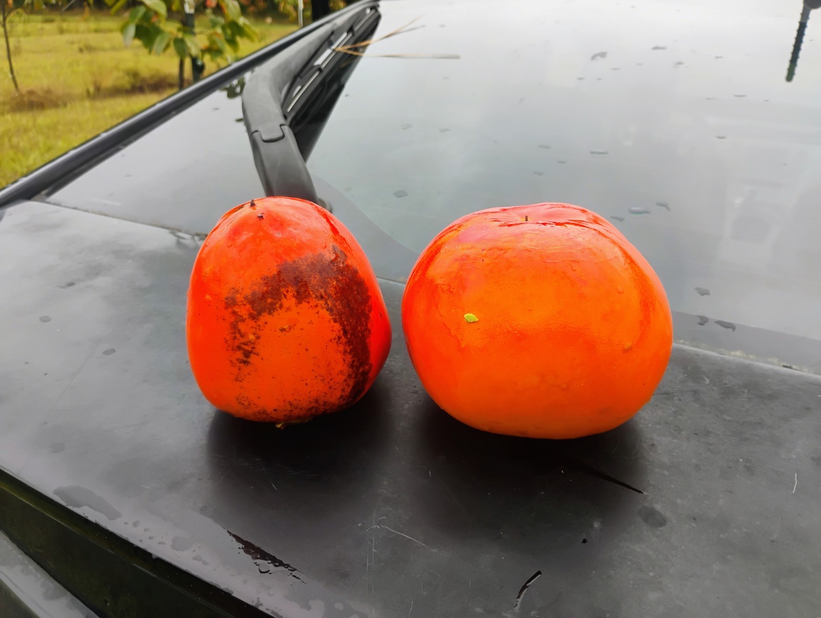 10 PCS HANA FUYU PERSIMMON TREE UNROOTED CUTTINGS 8″ Long For Grafting