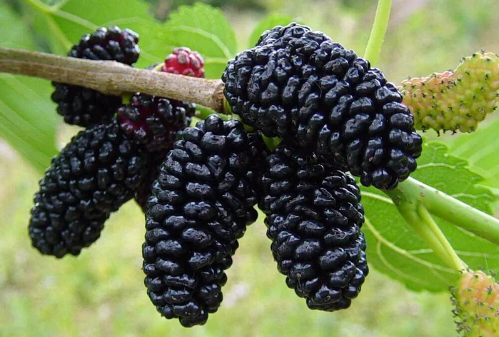 Dwarf Everbearing Mulberry Tree-STARTER PLANT- Morus nigra plant edible fruit