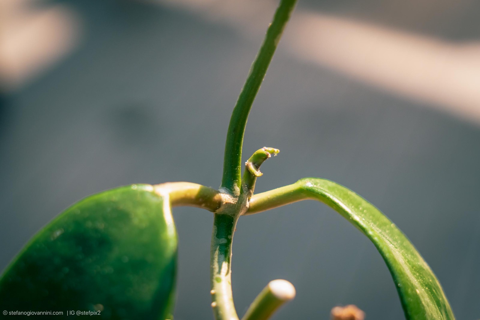 Hoya meliflua rooted in 5.5″ pot. vigorous grower.