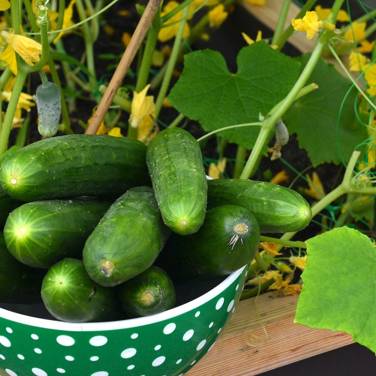 Organic Cucumber Seeds (Marketmore 76) – Approx 100 – USDA Green