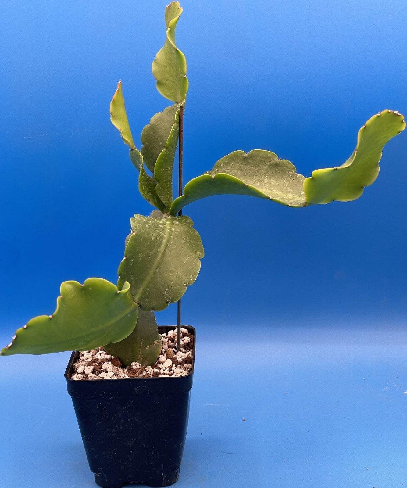 Rhipsalis Oblonga Cactus Ready For Hanging Basket – Well-Rooted In 3.5″ Pot!