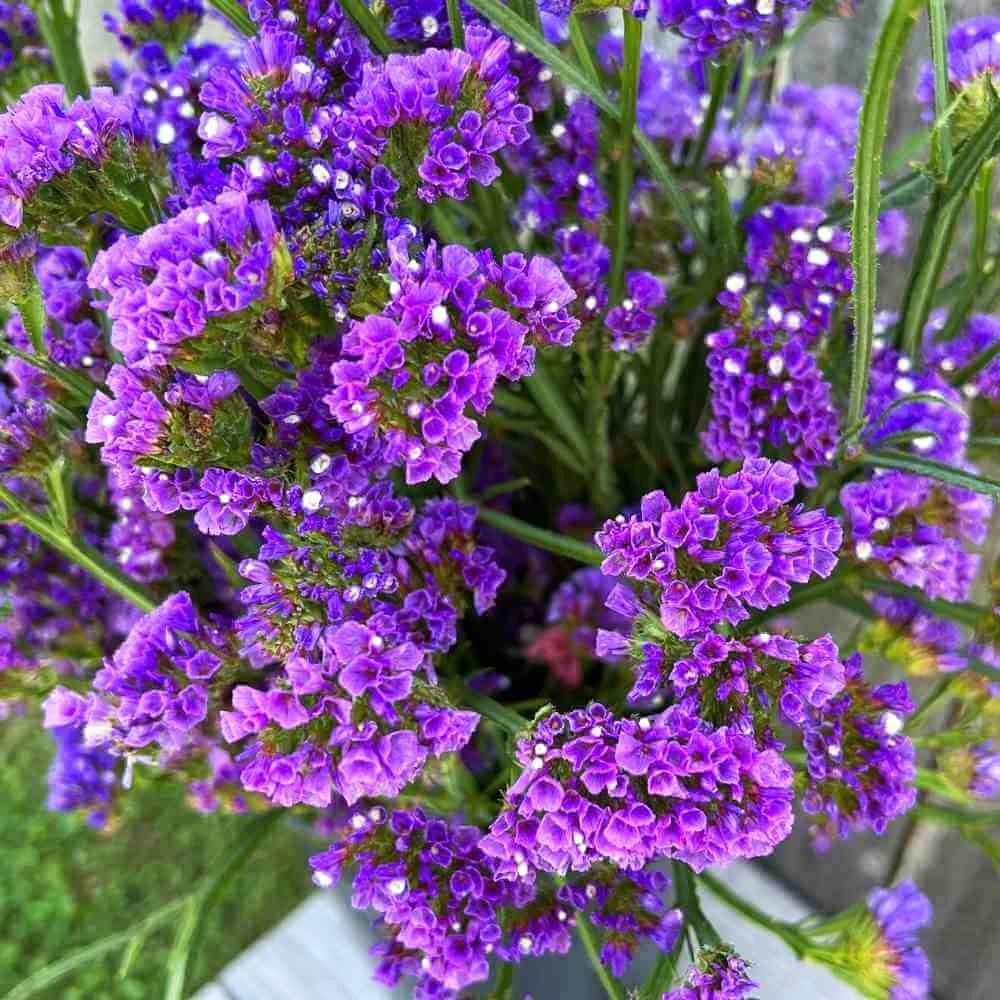 100+ Seed Statice Pastel Mix for for Planting Outdoors Garden-Annual Limonium S