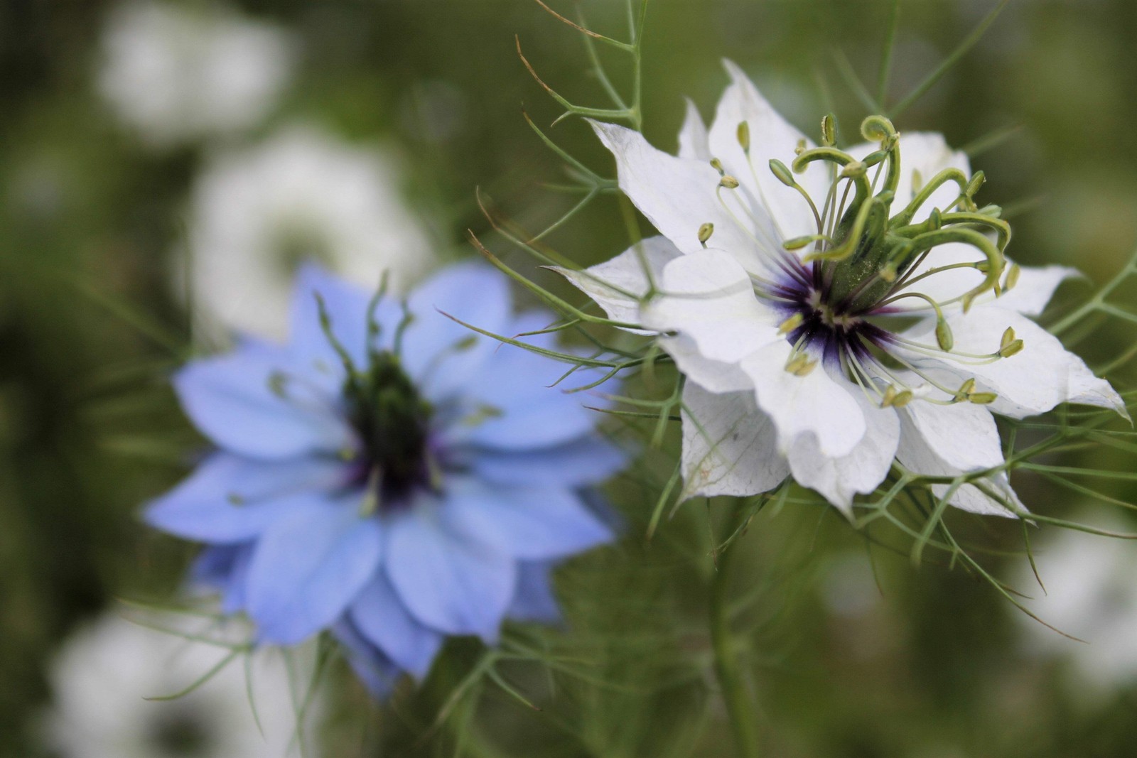400 Blue & White LOVE IN A MIST Nigella Damascena Fennel Flower Seeds