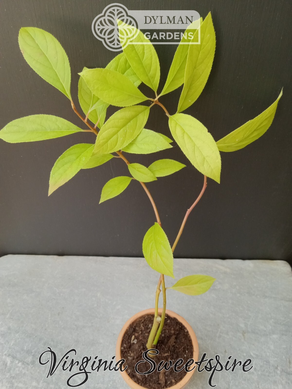 Sweetspire (Itea virginica) – Virginia Willow – Live Plant – Multiple Sizes