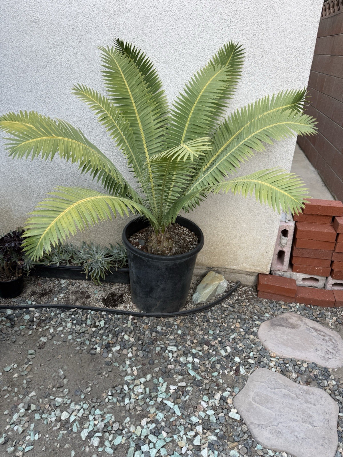 Dioon spinulosum (Mexican Cycad)