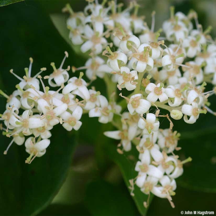 1 Gray Dogwood 12-24″ Cornus racemosa Bare Root