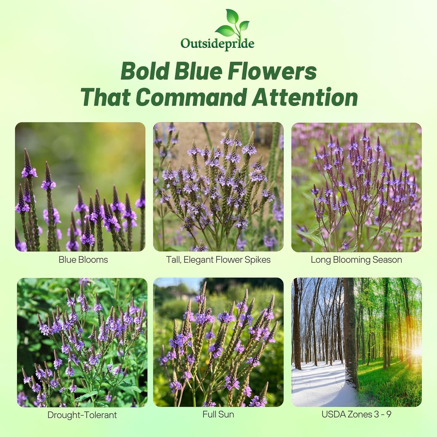 5000 Seeds Drought Tolerant Verbena Hastata Blue Vervain Garden Flower Plant