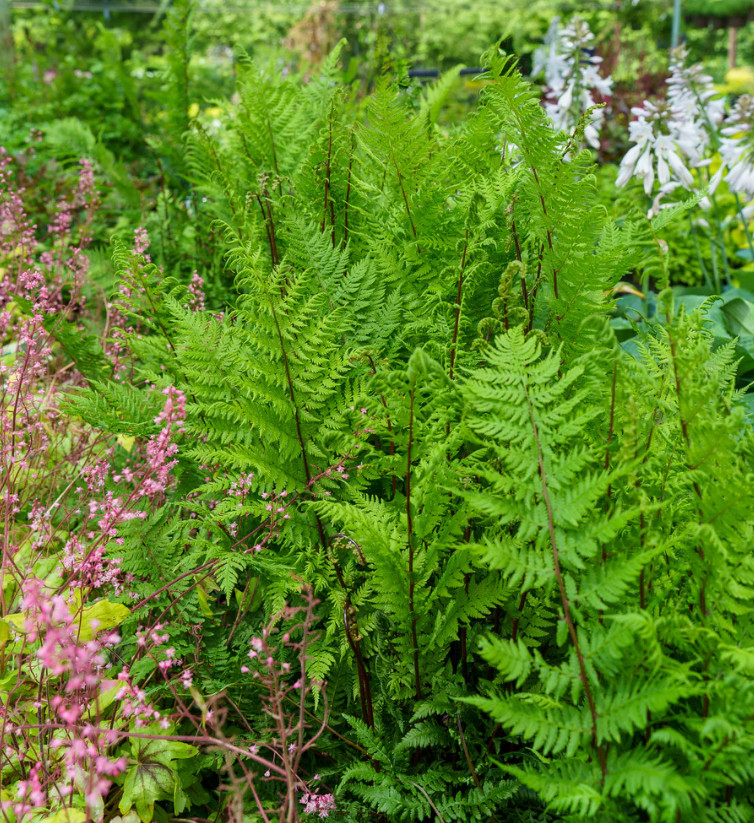 Set 5 Lady Fern Rhizomes – With No Leaf – Hardy Shade Perennial – Zones 3–8