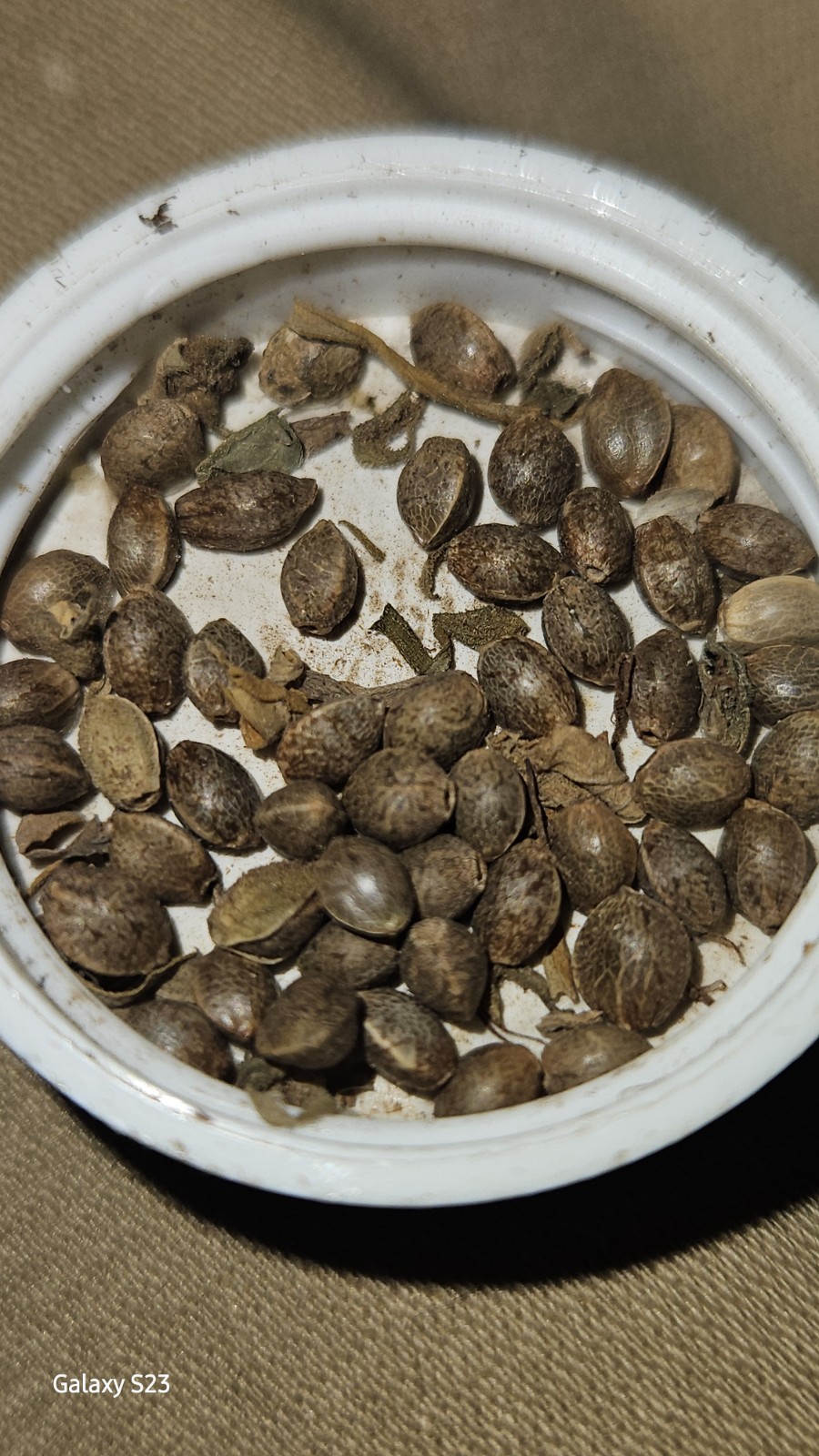 NWFLORIDA PINE SAPPLINGS SEEDS 5’TO 15′ 90 TO 120 DAY SOIL GROWN SEEDS 25per Pac
