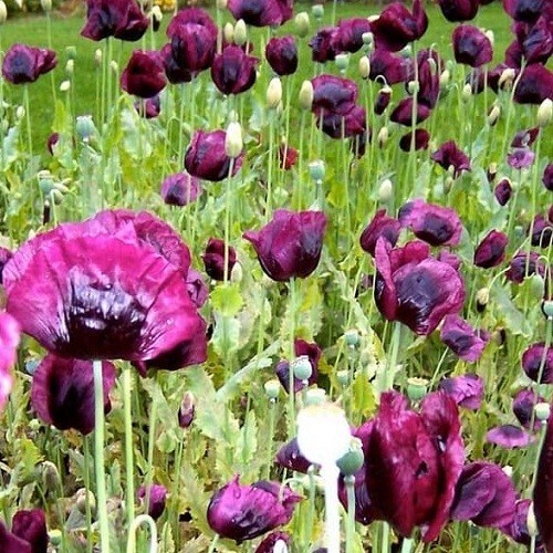 2,500 Heirloom Lauren’s Springer’s Grape Papavaer Somniferum Poppy Seeds Non-GMO