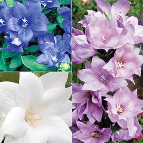 40+ WHITE PLATYCODON DOUBLE BALLOON FLOWER SEEDS / PERENNIAL