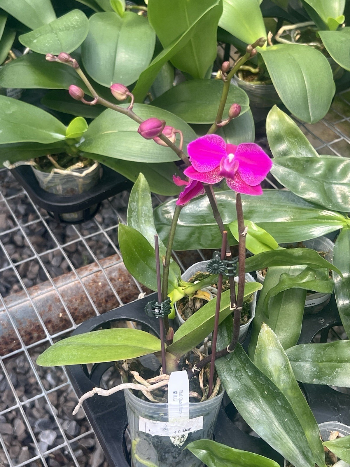 Phalaenopsis Queen Barry