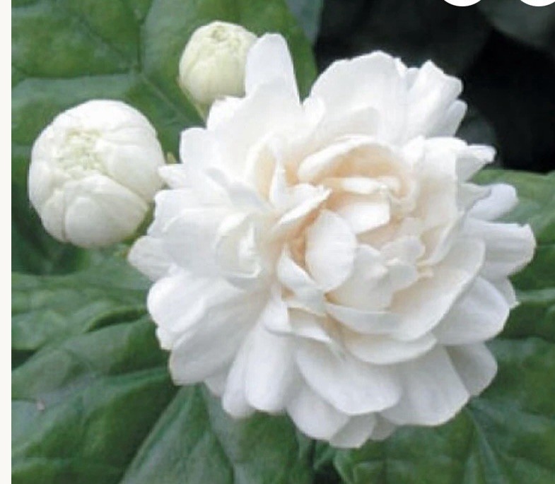 Grand Duke Of Tuscany Arabian Sambac Jasmine Plant Very Fragrant 10-12”