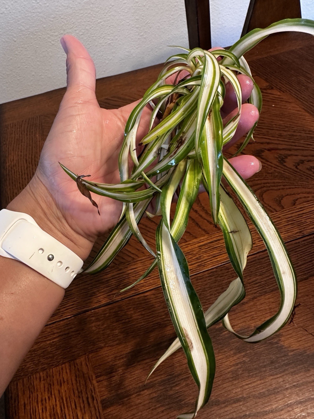 Variegated Spider Plant Live Bare Root Plantlet w/ Roots Green & White