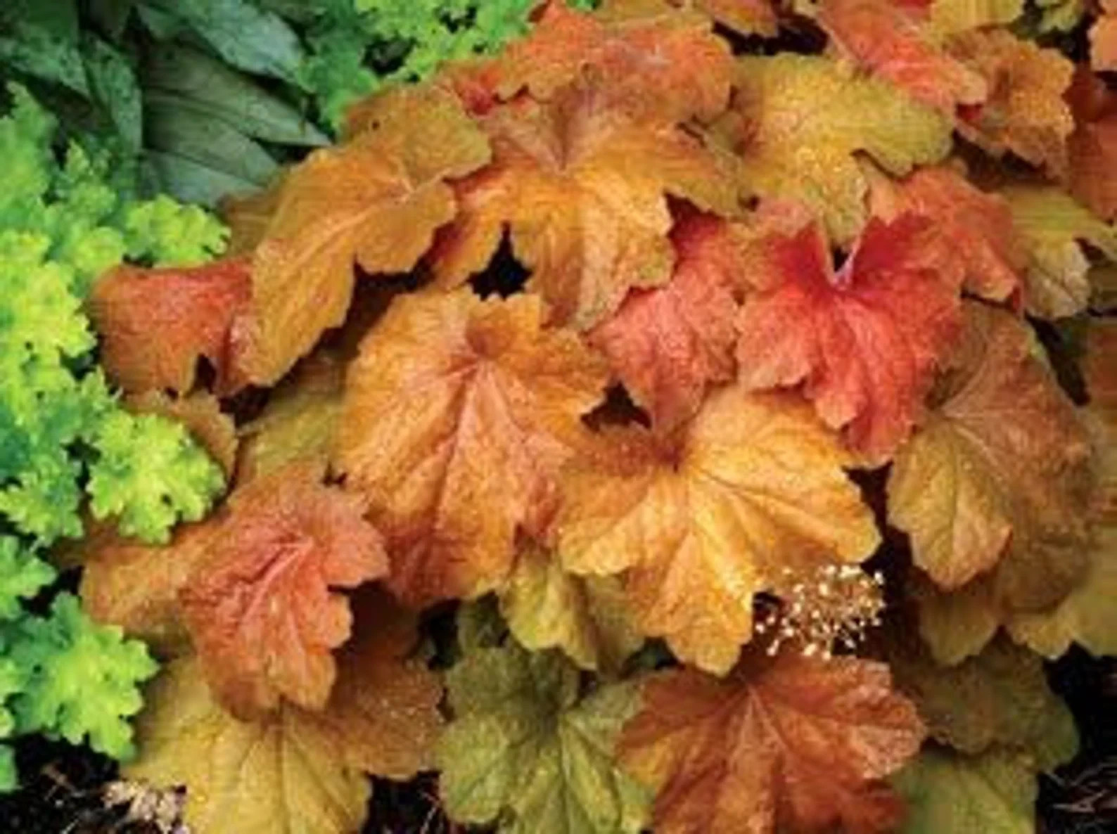 2 Southern Comfort Heuchera, in 3.5 inch containers-USA plants & company