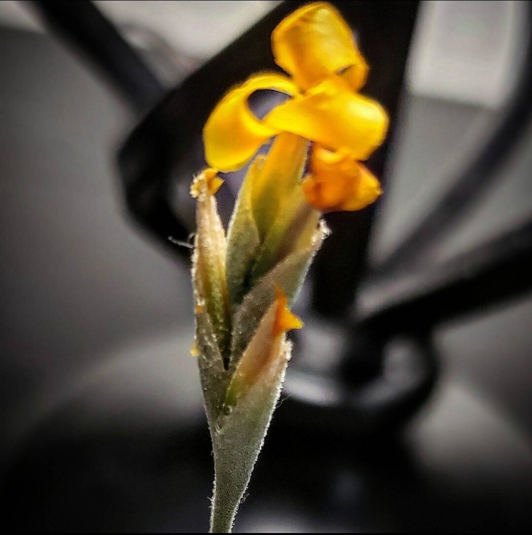 2 Year Supply Air Plant Food, Fertilizer For Beautiful Tillandsia