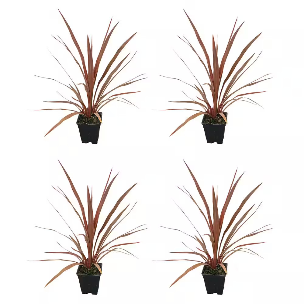 1.0 Qt. Annual Grass Cordyline Australis Red Star (4-Pack)