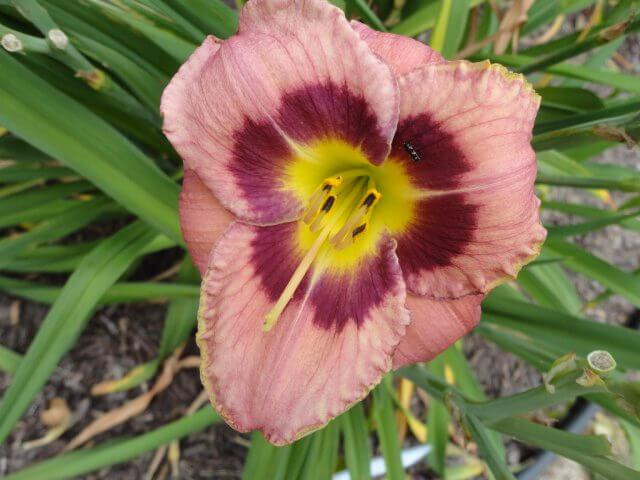 Reblooming Always Afternoon Daylily Hemerocallis One Rooted Starter Plant