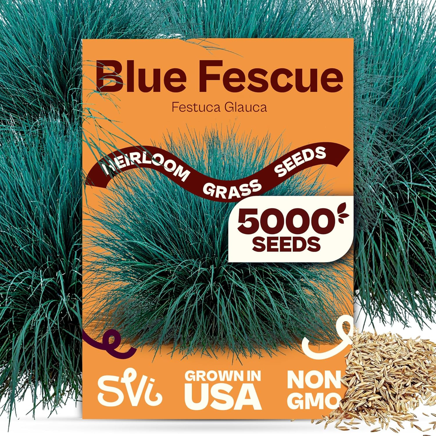 5000 Blue Fescue Seeds (Festuca glauca) – Ornamental Blue Fescue Grass Seed Pack