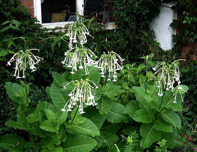 FLOWERING TOBACCO 550 SEEDS, WHITE, LONG, TUBULAR FLOWERS, NICOTIANA SYLVESTRIS