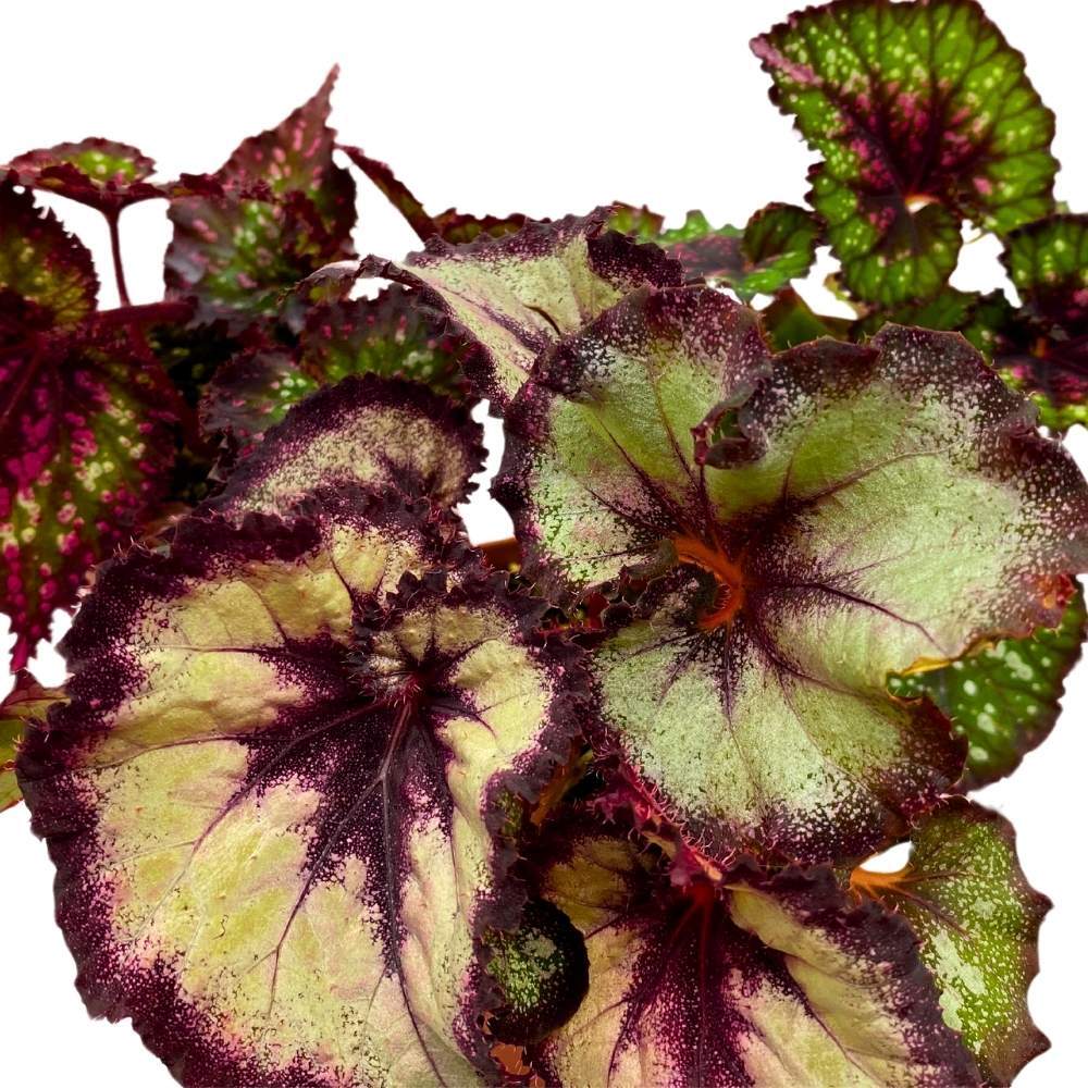 Harmony’s Purple and Green Begonia Assortment 4 inch Set of 3 Harmony Hybrids Sp
