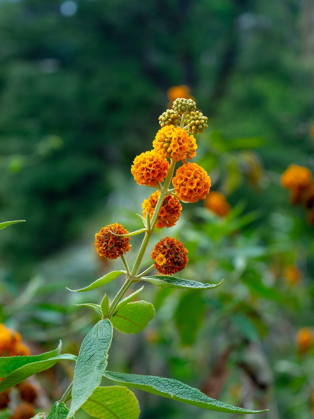 10 ORANGE BALL TREE / GOLDEN BUTTERFLY BUSH Buddleja Globosa Shrub Flower Seeds