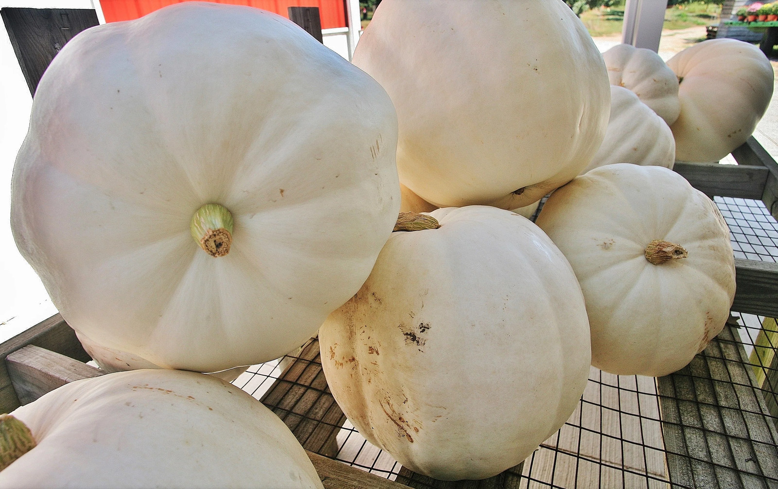 Casper White Pumpkin Seeds | Ghost Queen Lumina Polar Bear Pumpkins Seed 2024