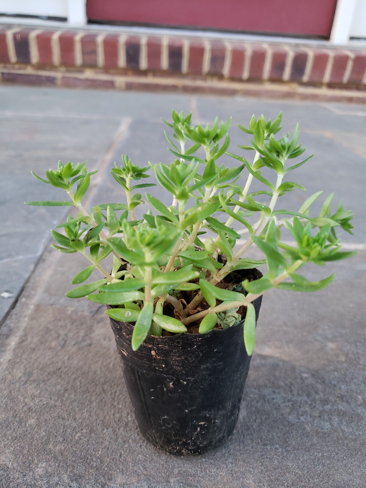 垂盆草 Sedum Sarmentosum Stonecrop Perennial Plant in 2.5″ pot Edible ground cover