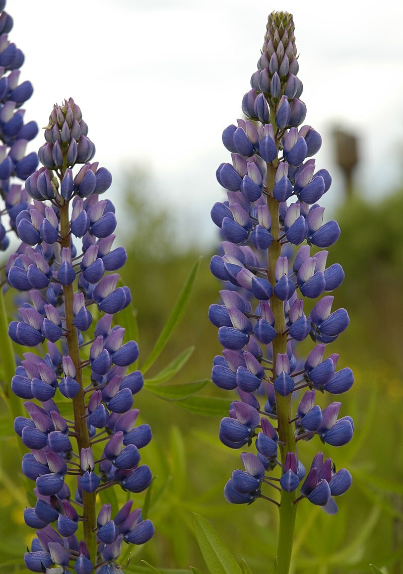 RUSSELL LUPINE MIX 50 SEEDS, MIX OF RED, PURPLE, BLUE/WHITE, PINK, AND MORE…